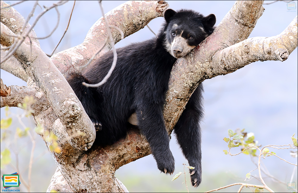 جانوران مهره‌دار - پستانداران: خرس عینکی