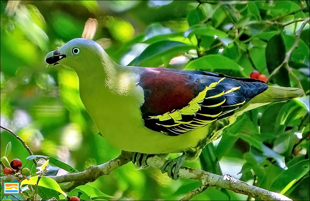 کبوتر سبز فیلیپین