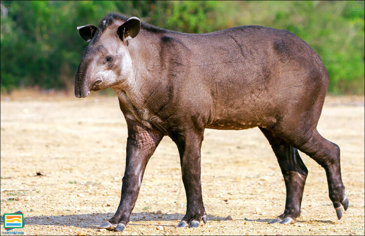 جانوران مهره‌دار - پستانداران: تاپیر آمریکای جنوبی