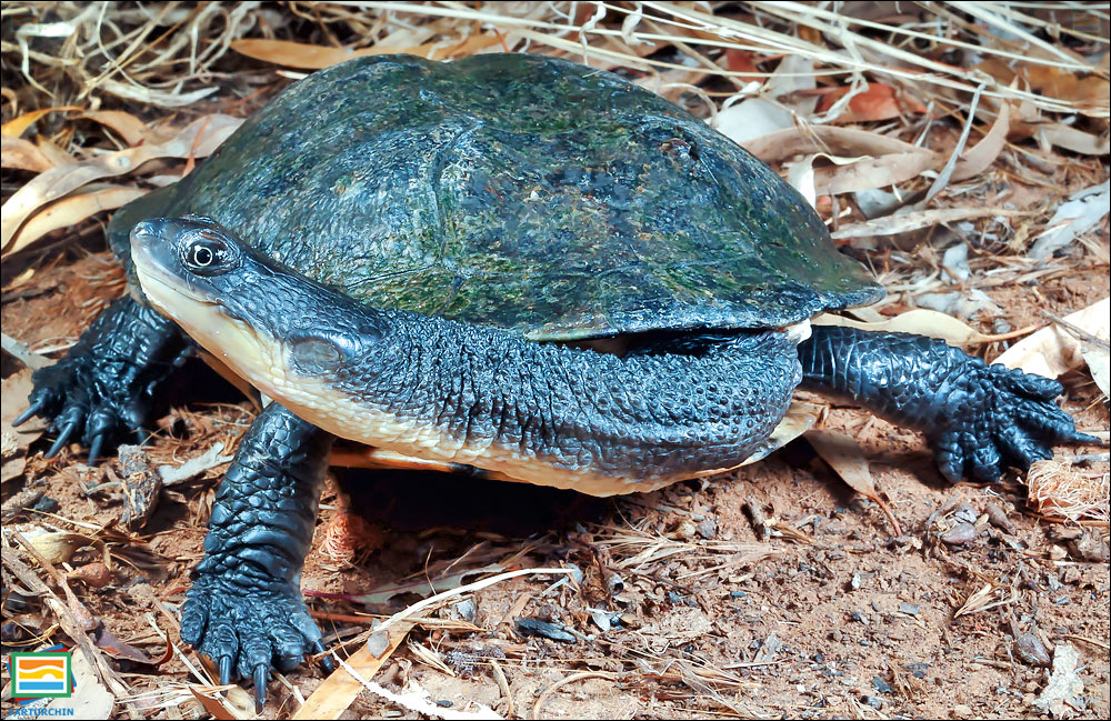 جانوران مهره‌دار - خزندگان: لاک‌پشت گردن‌دراز شرقی