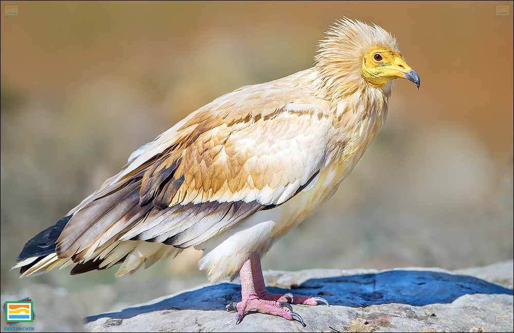 جانوران مهره‌دار - پرندگان: کرکس مصری
