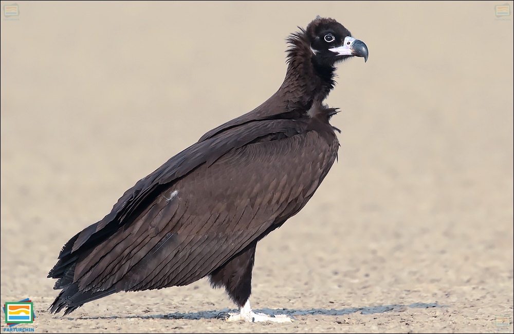 جانوران مهره‌دار - پرندگان: دال سیاه