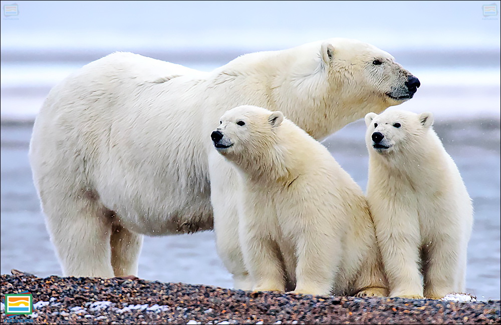 جانوران مهره‌دار - پستانداران: خرس قطبی