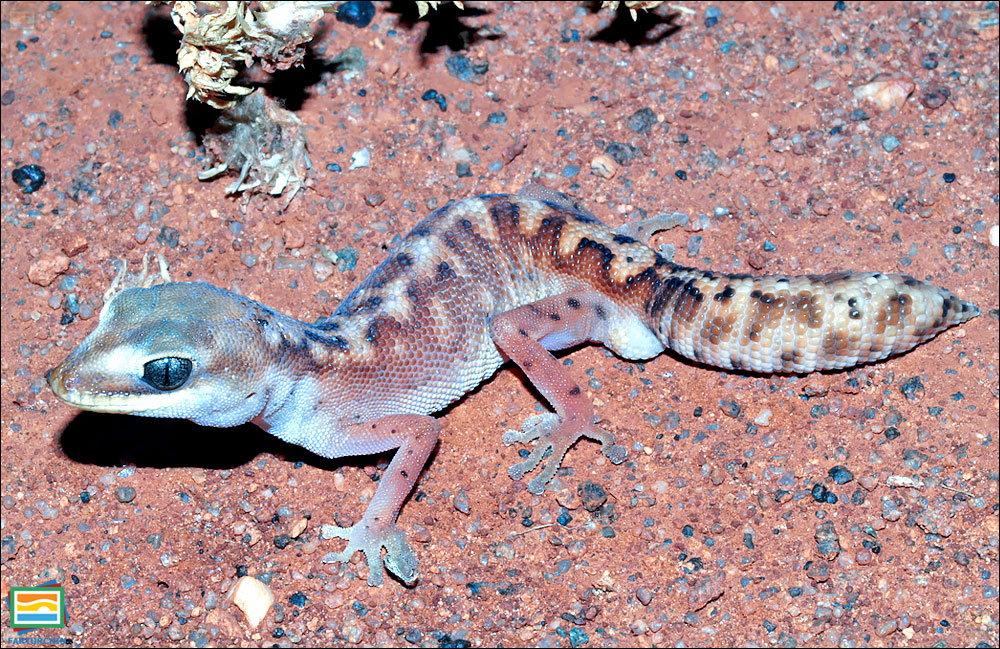 Pilbara stone gecko
