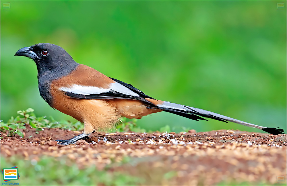 جانوران مهره‌دار - پرندگان: زاغ درختی حنایی