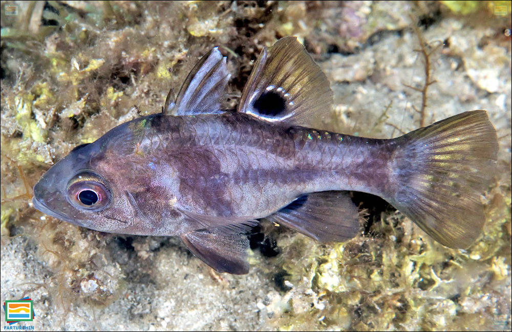 ماهی کاردینال سیاه