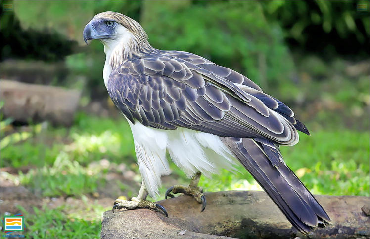 جانوران مهره‌دار - پرندگان: عقاب فیلیپینی