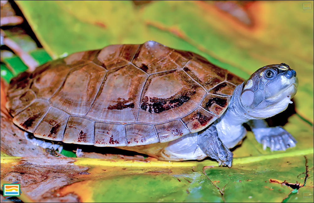 لاک‌پشت رودخانه‌ی سه‌دکمه‌ی آمازون