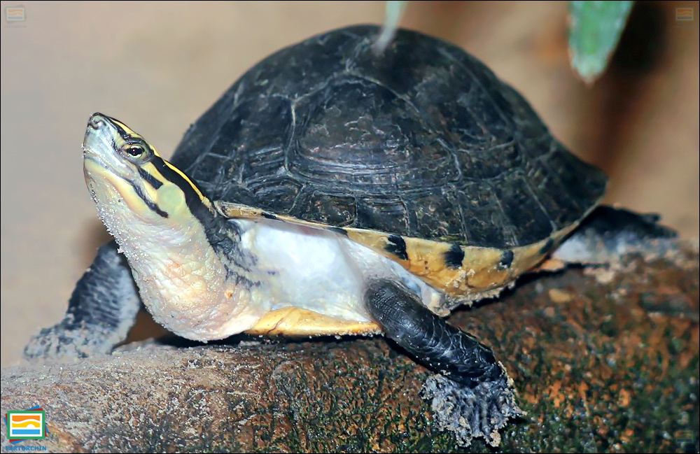 جانوران مهره‌دار - خزندگان: لاک‌پشت جعبه‌ای آمبوینا