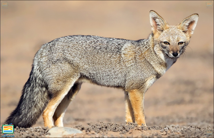 جانوران مهره‌دار - پستانداران: روباه خاکستری آمریکای جنوبی