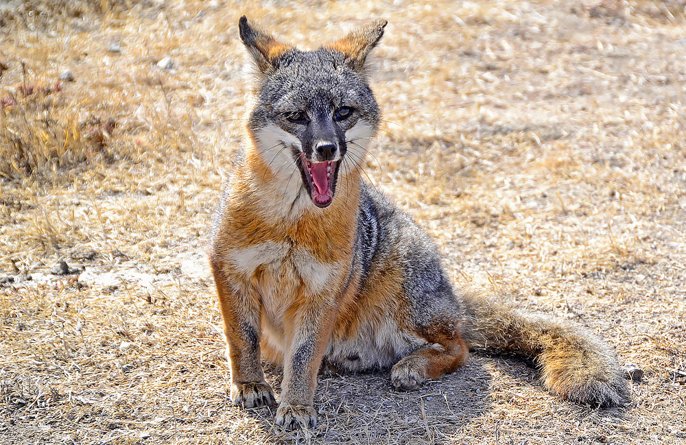 جانوران مهره‌دار - پستانداران: روباه جزیره