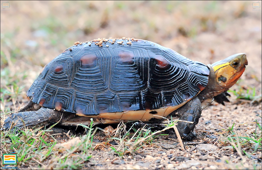 جانوران مهره‌دار - خزندگان: لاک‌پشت جعبه‌ای چینی
