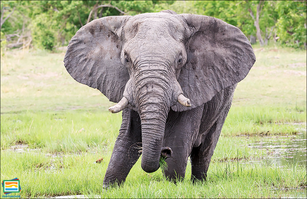 جانوران مهره‌دار - پستانداران: فیل بیشه‌ی آفریقایی
