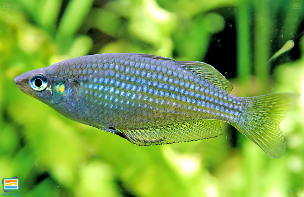 ماهی رنگین‌کمانی شرقی