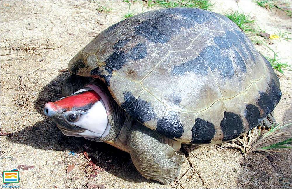 جانوران مهره‌دار - خزندگان: لاک‌پشت تراپین نگارین