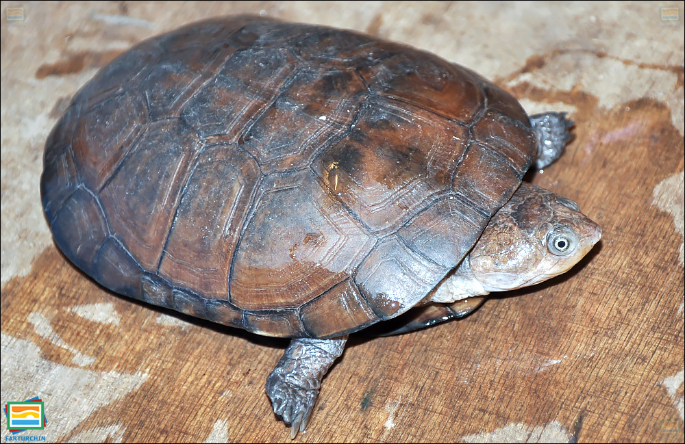 لاک‌پشت کلاه‌دار آفریقایی