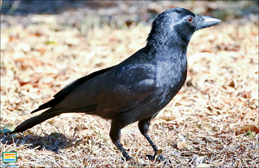 جانوران مهره‌دار - پرندگان: کلاغ کالدونیای نو