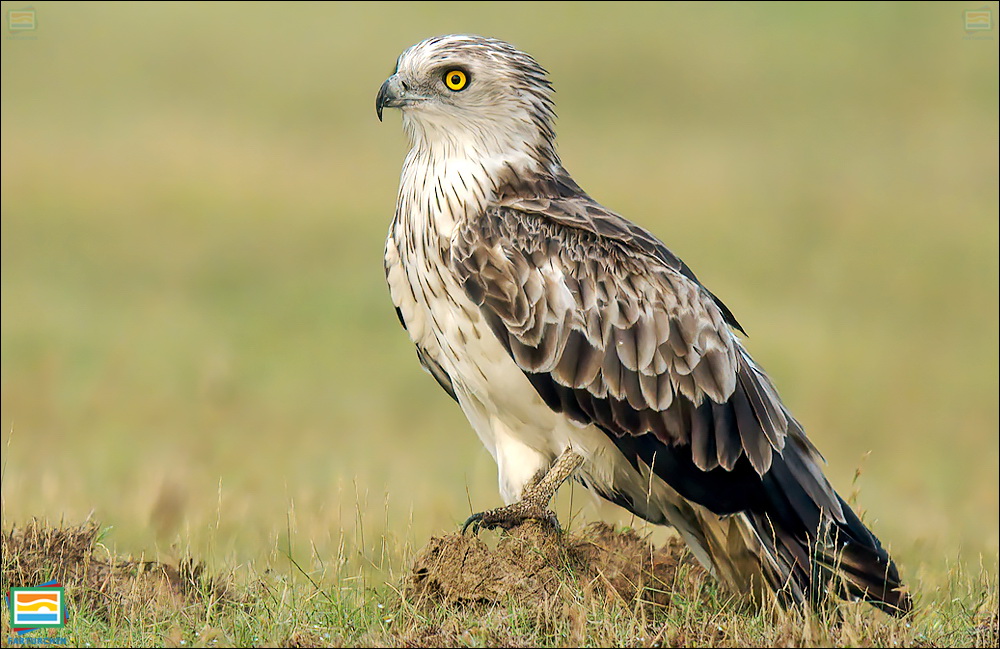 جانوران مهره‌دار - پرندگان: عقاب مارخور پنجه‌کوتاه