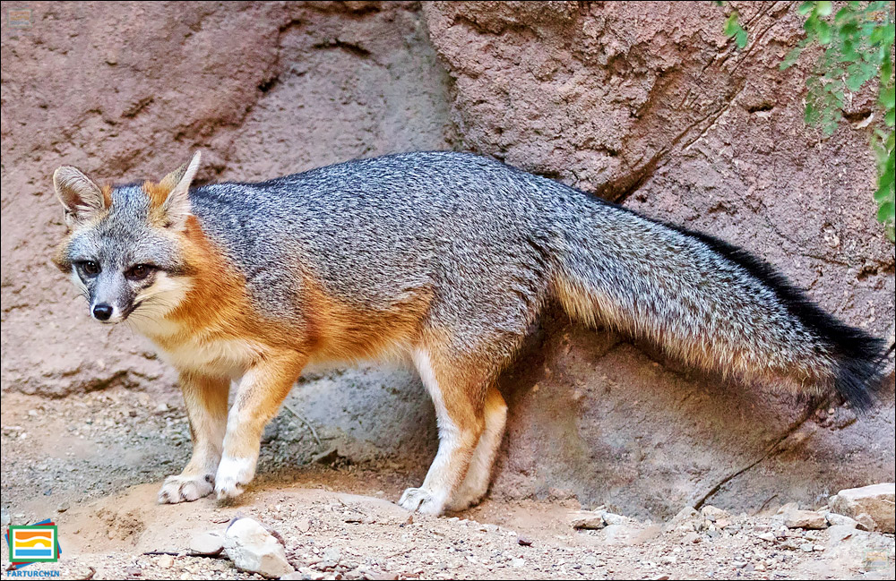 جانوران مهره‌دار - پستانداران: روباه خاکستری