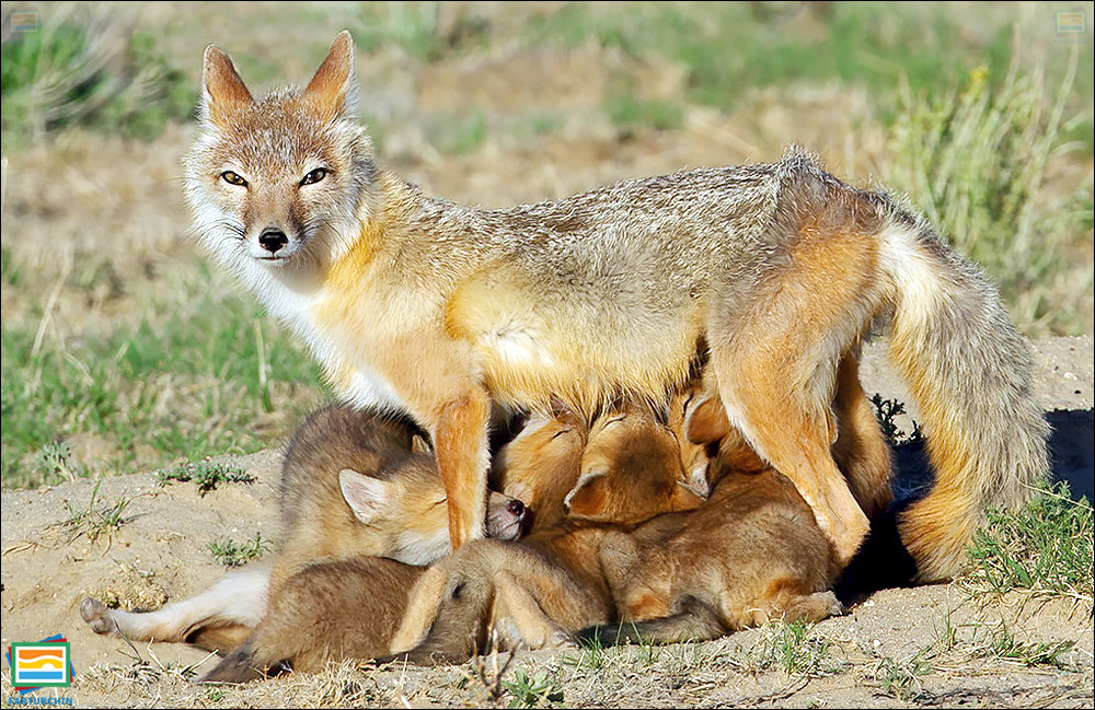 جانوران مهره‌دار - پستانداران: روباه تیزرو