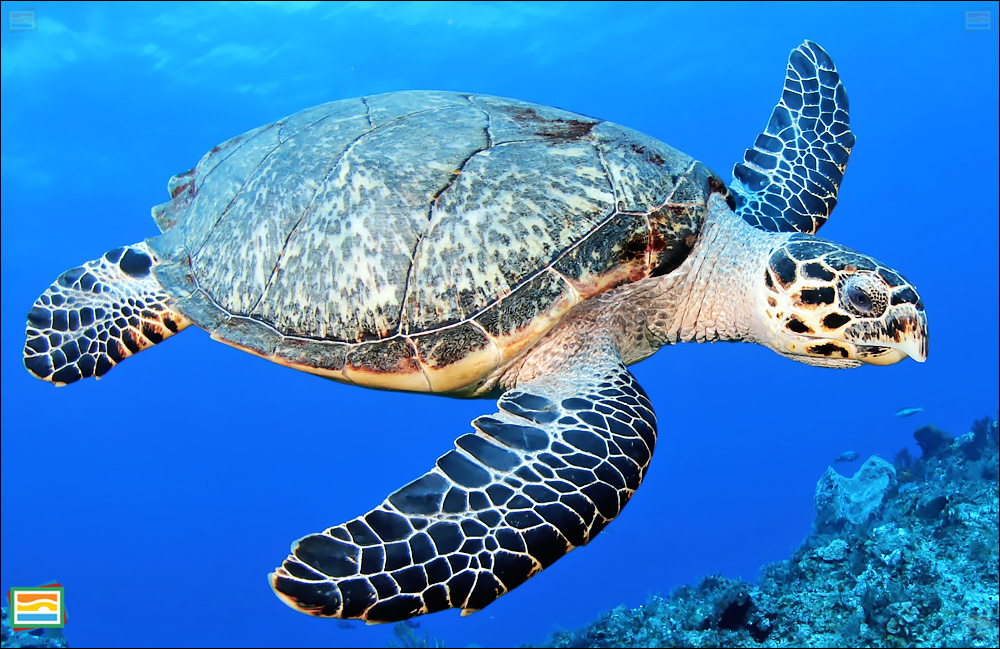 جانوران مهره‌دار - خزندگان: لاک‌پشت دریایی منقارعقابی