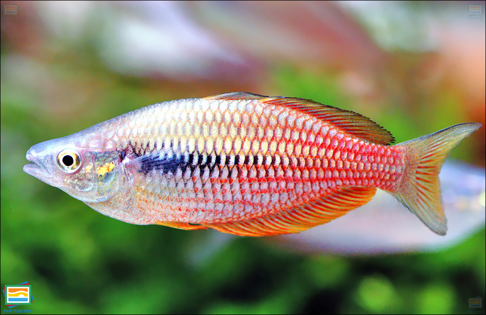 ماهی رنگین‌کمانی یاکاتی