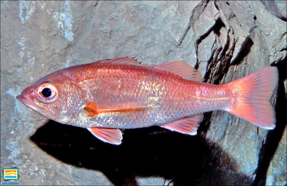 ماهی لوتی گلوسیاه