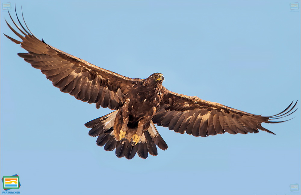 جانوران مهره‌دار - پرندگان: عقاب طلایی