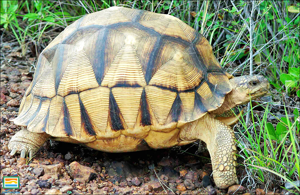 جانوران مهره‌دار - خزندگان: لاک‌پشت انگونوکا