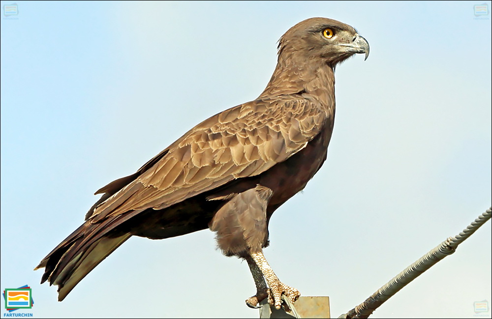 جانوران مهره‌دار - پرندگان: عقاب مارخور قهوه‌ای