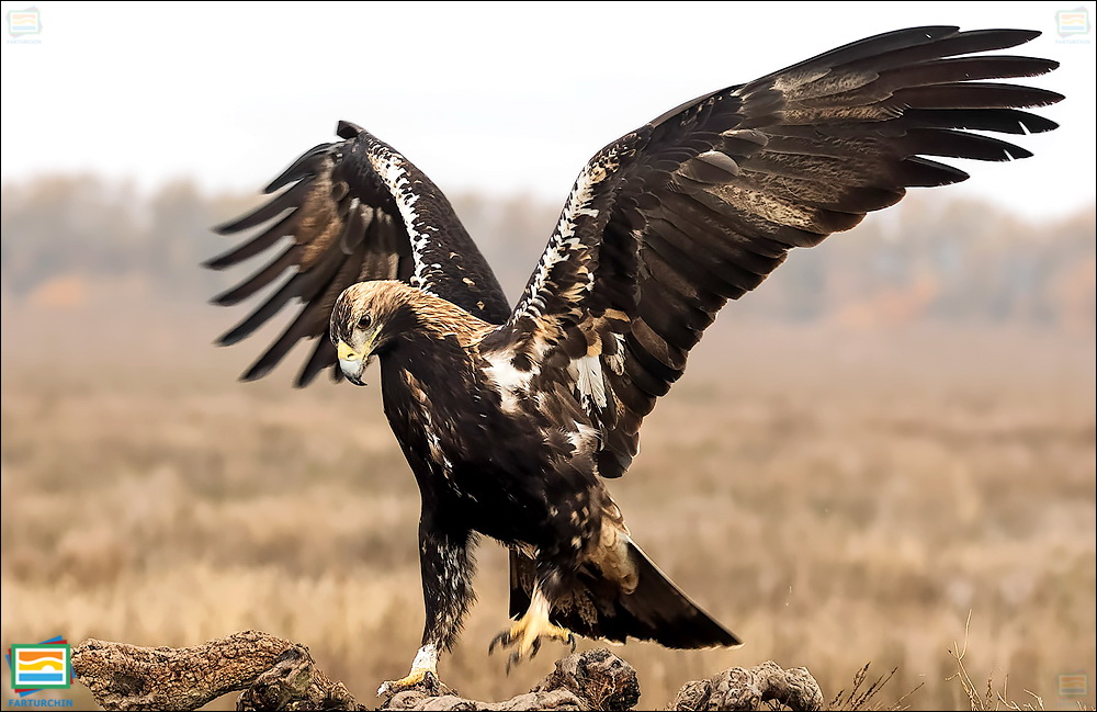 جانوران مهره‌دار - پرندگان: عقاب شاهی اسپانیایی