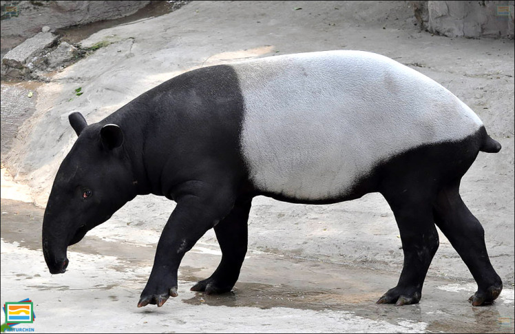 جانوران مهره‌دار - پستانداران: تاپیر مالایی