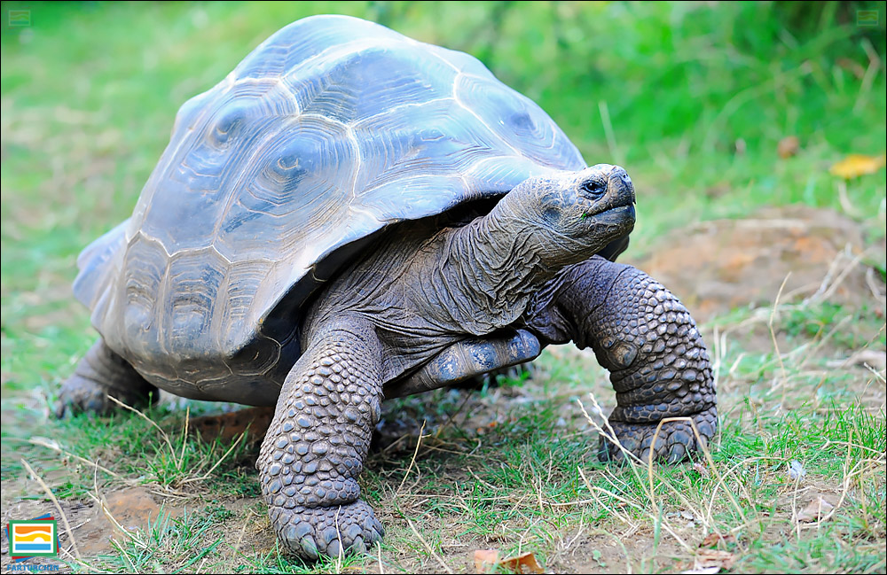 جانوران مهره‌دار - خزندگان: لاک‌پشت غول‌پیکر گالاپاگوس