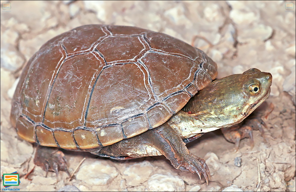 جانوران مهره‌دار - خزندگان: لاک‌پشت گلی زرد