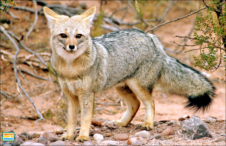 جانوران مهره‌دار - پستانداران: روباه پامپا