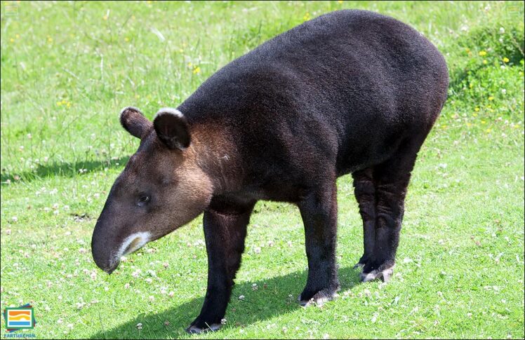 جانوران مهره‌دار - پستانداران: تاپیر کوهی