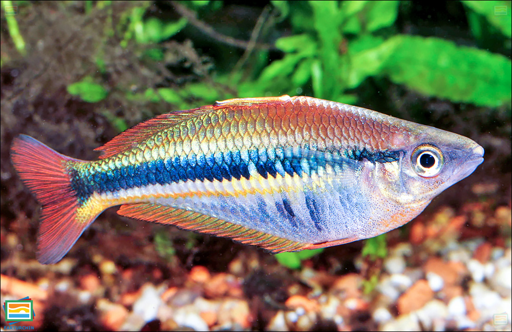 ماهی رنگین‌کمانی آلِن