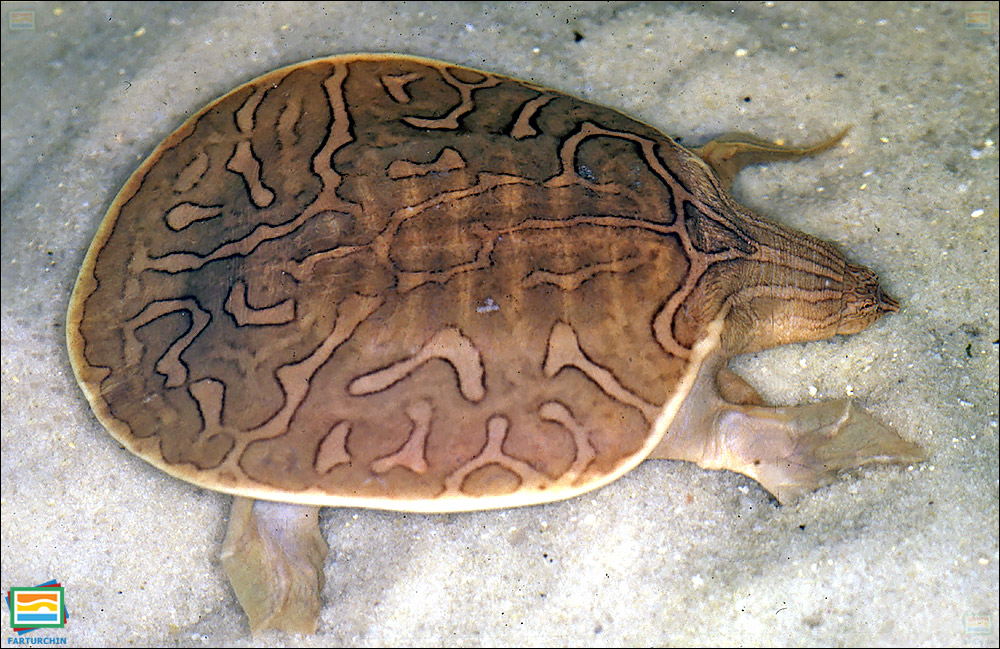 لاک‌پشت نرم‌لاک سرباریک آسیایی