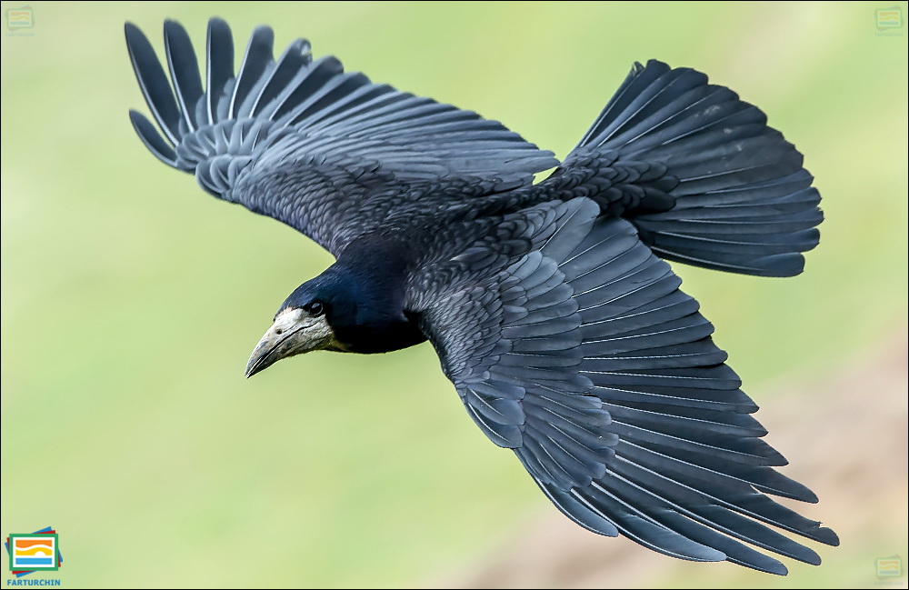 جانوران مهره‌دار - پرندگان: کلاغ سیاه