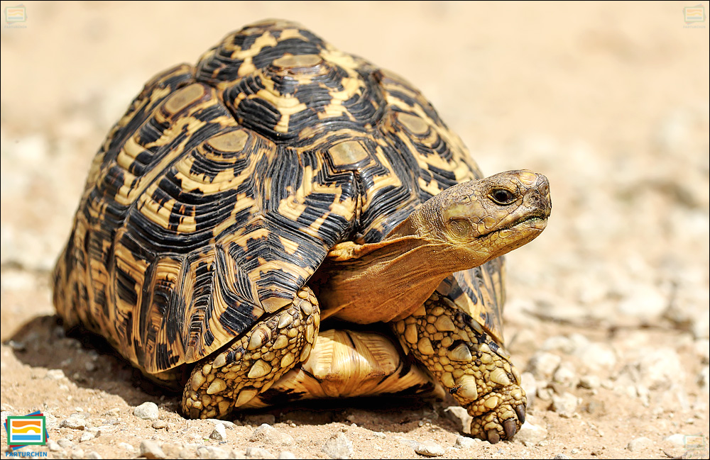 جانوران مهره‌دار - خزندگان: لاک‌پشت پلنگی