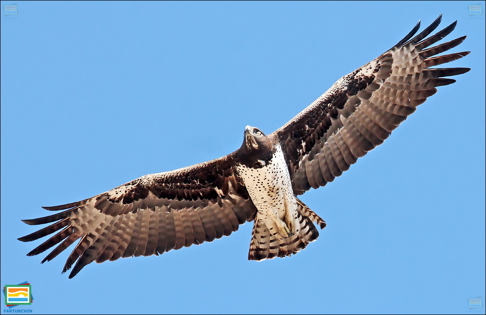 جانوران مهره‌دار - پرندگان: عقاب جنگی