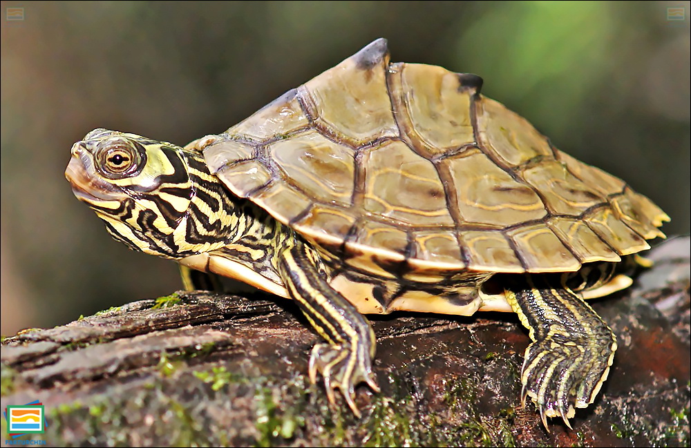 جانوران مهره‌دار - خزندگان: لاک‌پشت نقشه‌دار باربور