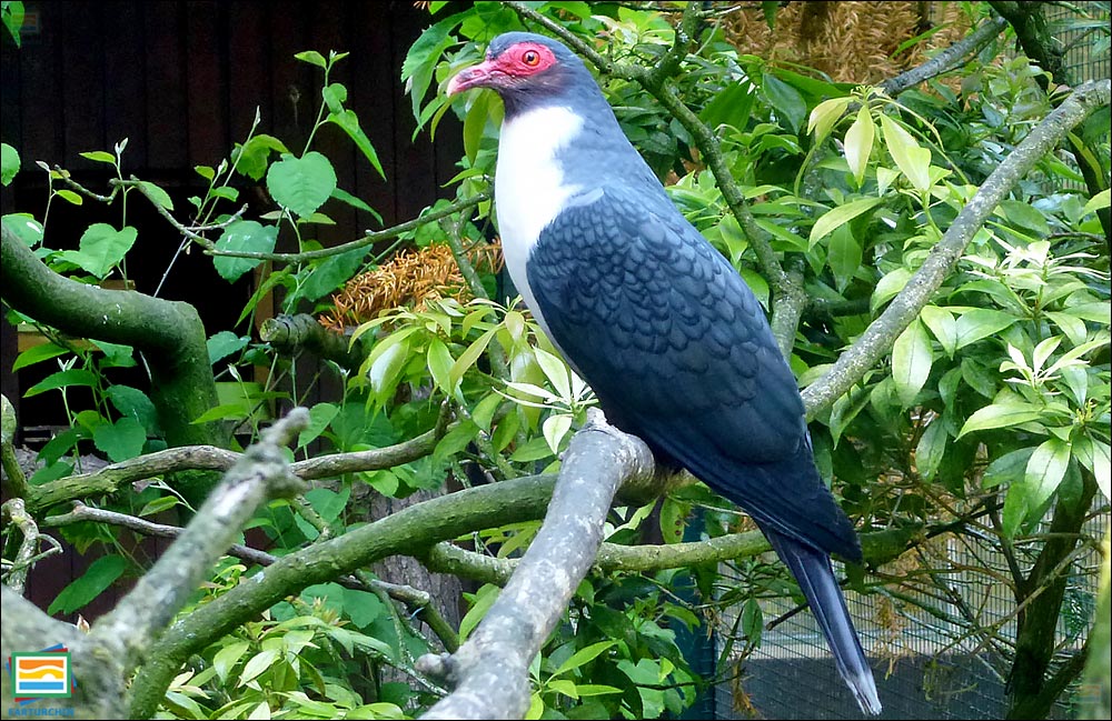 کبوتر کوهی پاپوآ