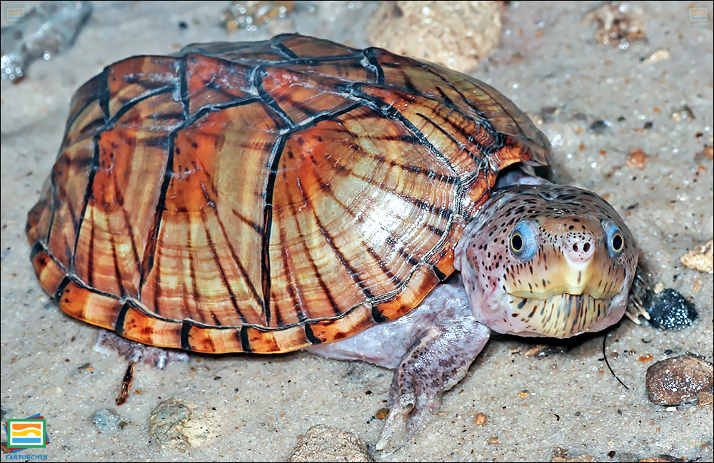 جانوران مهره‌دار - خزندگان: لاک‌پشت مشکین سرگنده