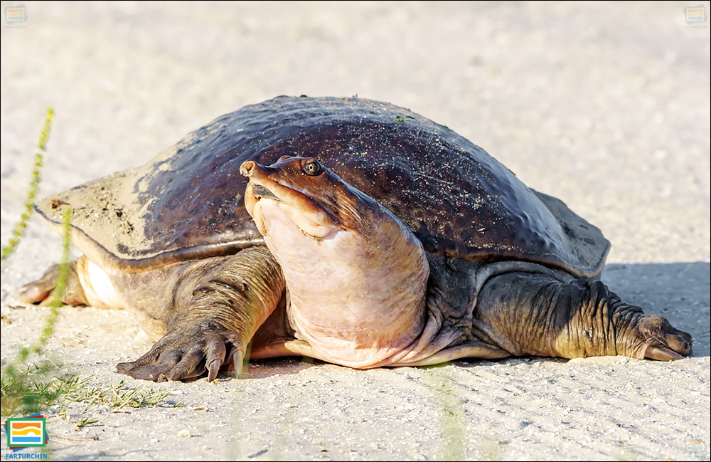 جانوران مهره‌دار - خزندگان: لاک‌پشت نرم‌لاک فلوریدا