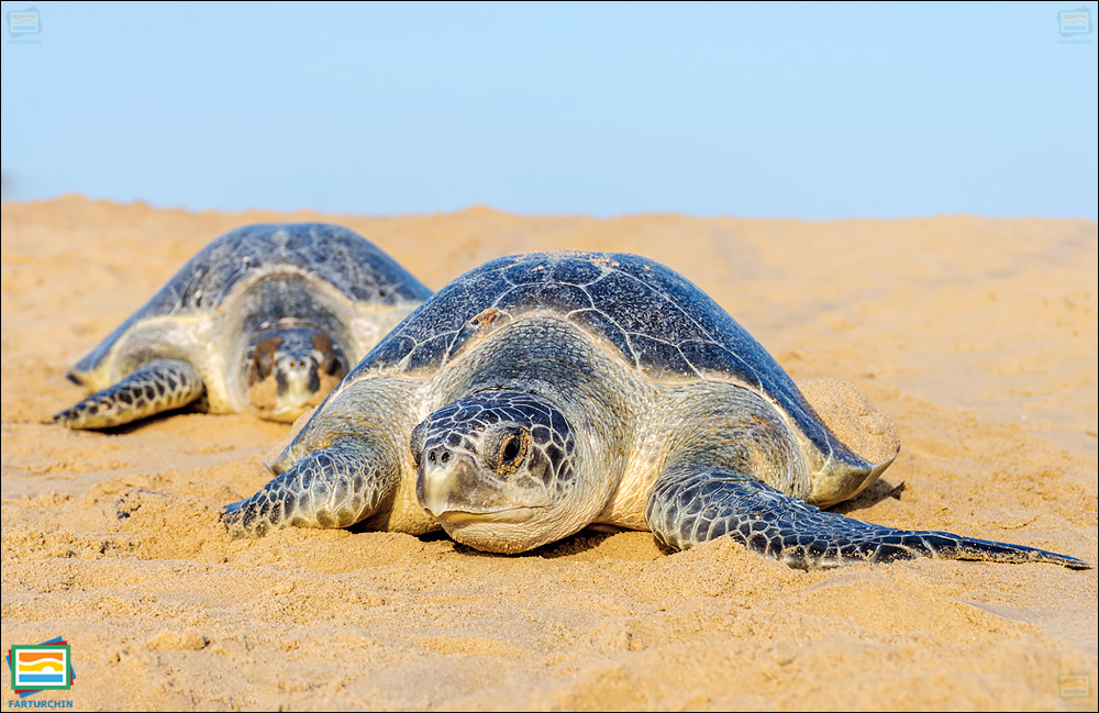 جانوران مهره‌دار - خزندگان: لاک‌پشت دریایی ریدلی زیتونی
