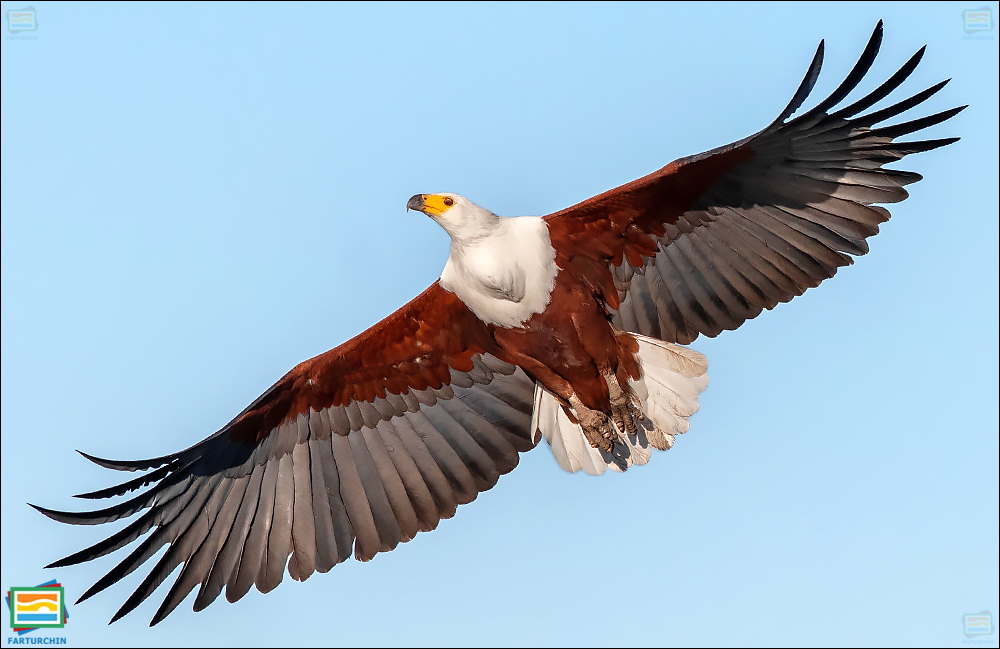 جانوران مهره‌دار - پرندگان: عقاب ماهی‌گیر آفریقایی
