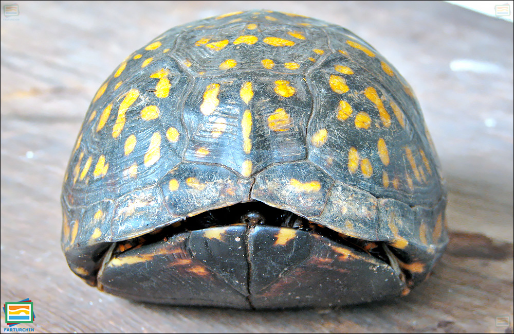 جانوران مهره‌دار - خزندگان: لاک‌پشت جعبه‌ای معمولی