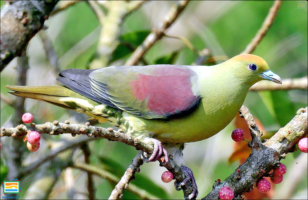 کبوتر سبز تایوان