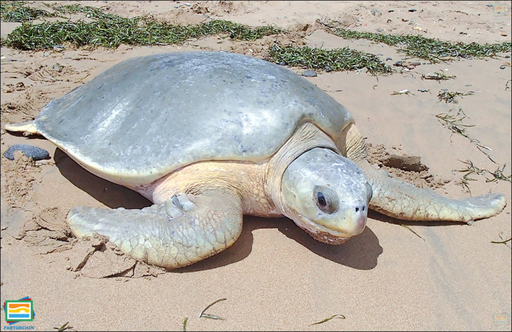 جانوران مهره‌دار - خزندگان: لاک‌پشت دریایی تخت‌لاک